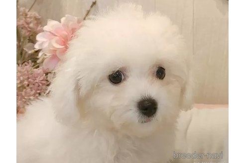 成約済の愛知県のビションフリーゼ-326957の4枚目