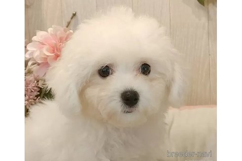 成約済の愛知県のビションフリーゼ-326957の3枚目