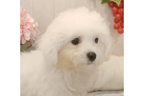 成約済の愛知県のビションフリーゼ-326957の2枚目