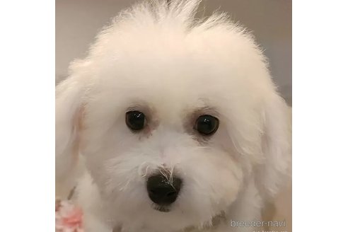 成約済の愛知県のビションフリーゼ-323269の1枚目
