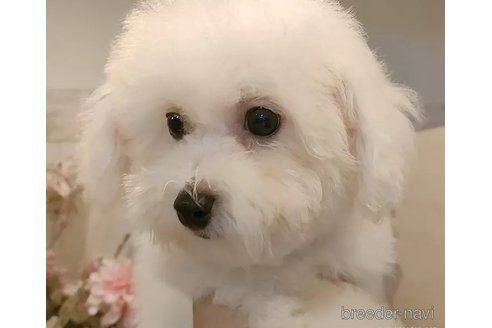 成約済の愛知県のビションフリーゼ-323269の2枚目