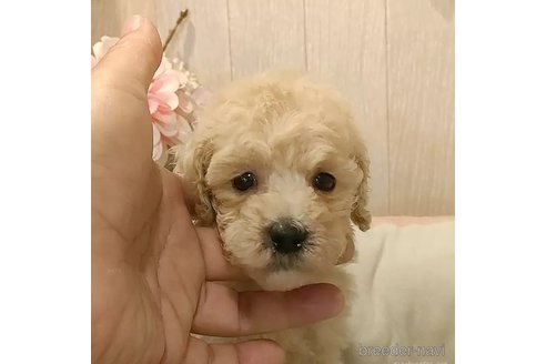 成約済の愛知県のティーカッププードル-338037の4枚目