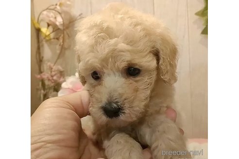 成約済の愛知県のティーカッププードル-338037の2枚目