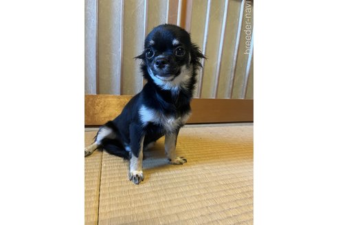 成約済の兵庫県のチワワ(ロングコート)-334926の4枚目