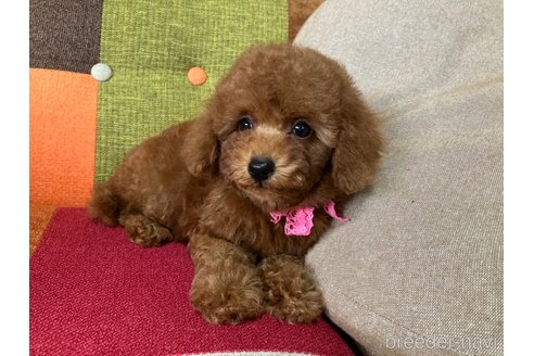成約済の福岡県のトイプードル-338055の18枚目