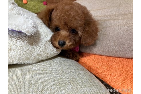成約済の福岡県のトイプードル-338055の9枚目