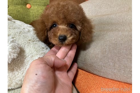 成約済の福岡県のトイプードル-338055の2枚目