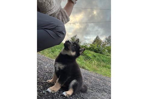 成約済の北海道の柴犬-338066の7枚目