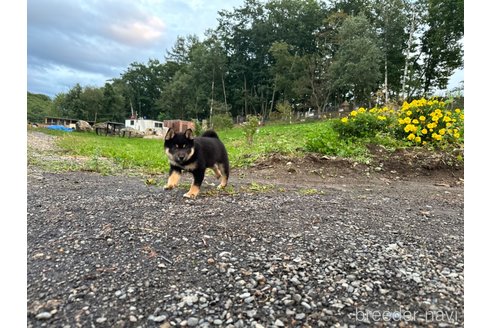 成約済の北海道の柴犬-338066の8枚目