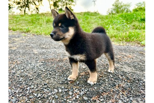 成約済の北海道の柴犬-338066の3枚目