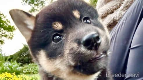 成約済の北海道の柴犬-338066の2枚目