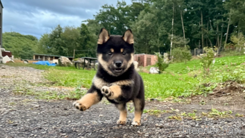成約済の北海道の柴犬-338066の1枚目