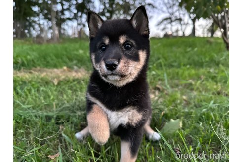 成約済の北海道の柴犬-338067の1枚目
