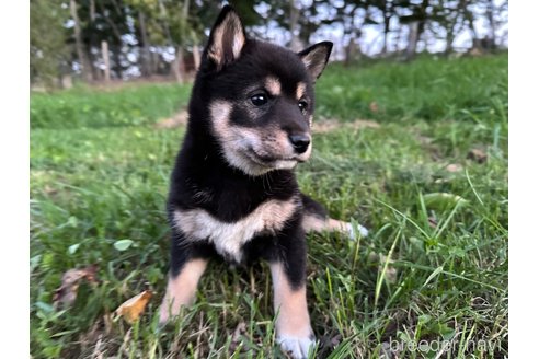 成約済の北海道の柴犬-338067の6枚目