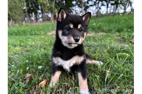 成約済の北海道の柴犬-338067の7枚目