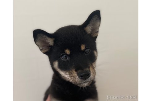 成約済の静岡県の柴犬-333206の4枚目