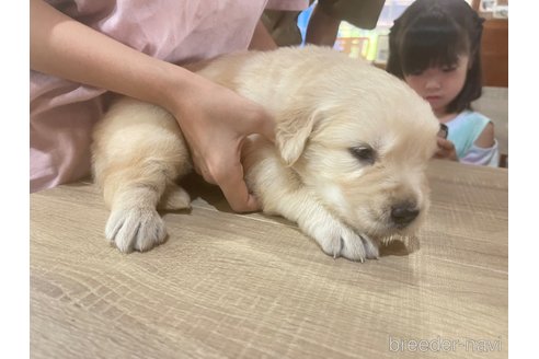 成約済の長野県のゴールデンレトリーバー-338104の3枚目