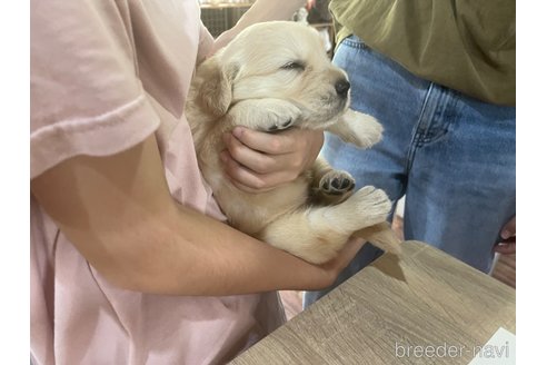 成約済の長野県のゴールデンレトリーバー-338104の2枚目