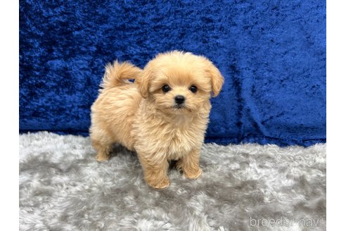 成約済の東京都のチワプー:チワワ×トイプードル-338172の4枚目
