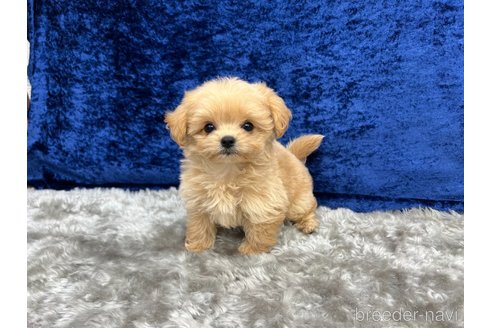 成約済の東京都のチワプー:チワワ×トイプードル-338172の3枚目