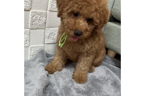 成約済の愛媛県のトイプードル-329728の5枚目