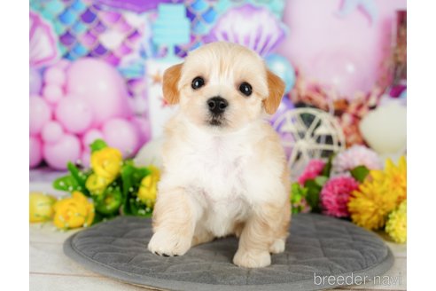 成約済の千葉県のマルプー:マルチーズ×トイプードル-338198の5枚目
