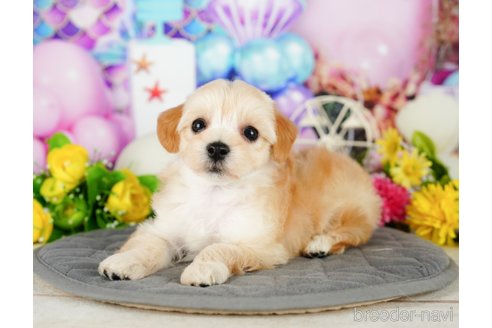 成約済の千葉県のマルプー:マルチーズ×トイプードル-338198の6枚目