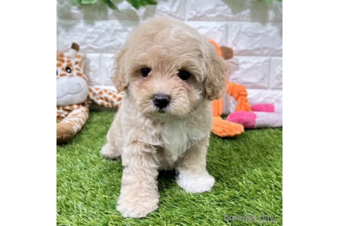 成約済の愛知県のマルプー:マルチーズ×トイプードル-338219