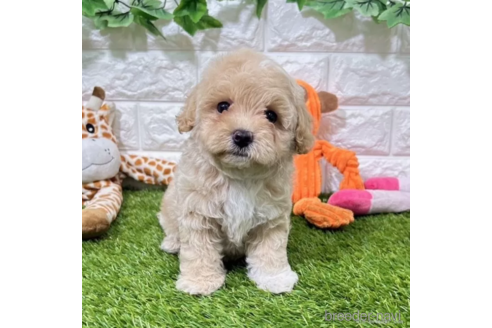 成約済の愛知県のマルプー:マルチーズ×トイプードル-338219の4枚目