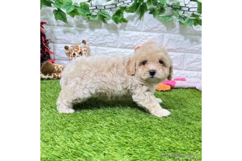 成約済の愛知県のマルプー:マルチーズ×トイプードル-338219の3枚目