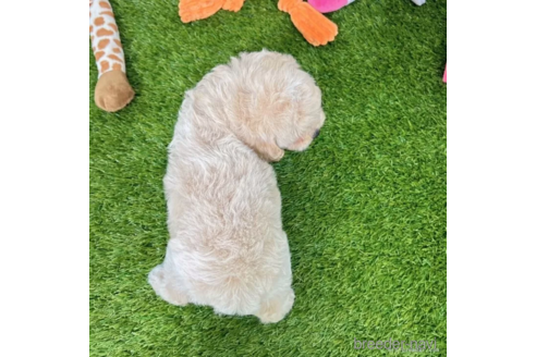 成約済の愛知県のマルプー:マルチーズ×トイプードル-338219の5枚目