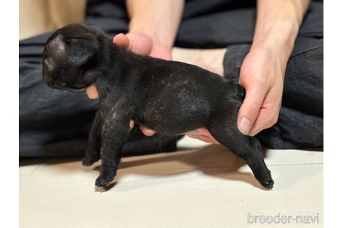 成約済の三重県のフレンチブルドッグ-338231の5枚目