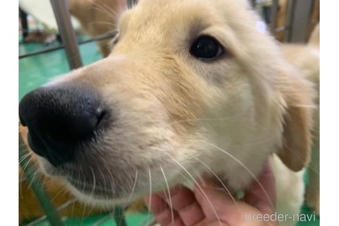 成約済の鹿児島県のゴールデンレトリーバー-338234の4枚目