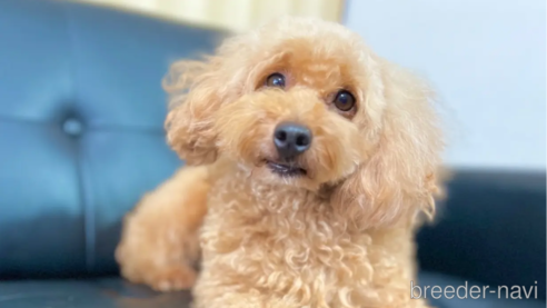 えるもちゃん1枚目