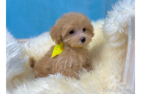 成約済の茨城県のマルプー:マルチーズ×トイプードル-330449の3枚目