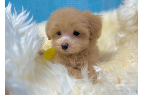 成約済の茨城県のマルプー:マルチーズ×トイプードル-330449の4枚目