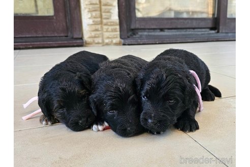 成約済の長野県のミックス犬-338251の2枚目