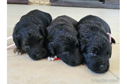 成約済の長野県のミックス犬-338251の4枚目