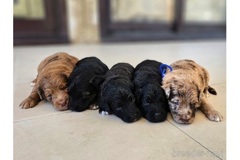 成約済の長野県のミックス犬-338251の5枚目