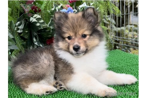 成約済の東京都のミックス犬-338263の4枚目