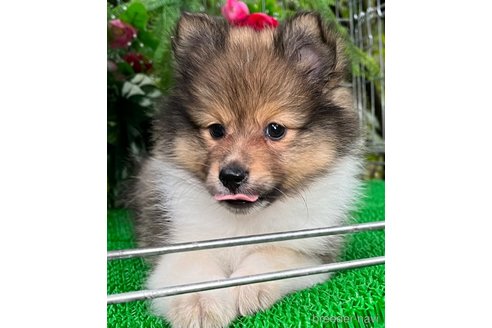 成約済の東京都のミックス犬-338263の5枚目