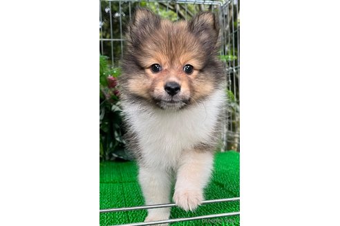 成約済の東京都のミックス犬-338263の6枚目