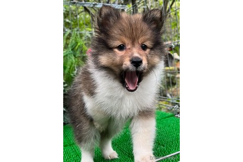 成約済の東京都のミックス犬-338263の7枚目