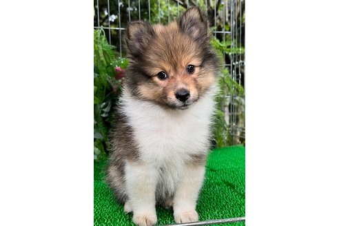成約済の東京都のミックス犬-338263の8枚目