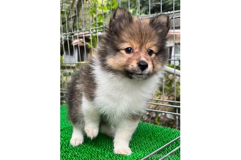 成約済の東京都のミックス犬-338263の9枚目