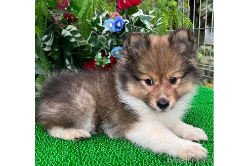 成約済の東京都のミックス犬-338263の3枚目