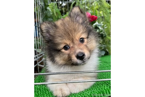 成約済の東京都のミックス犬-338263の1枚目