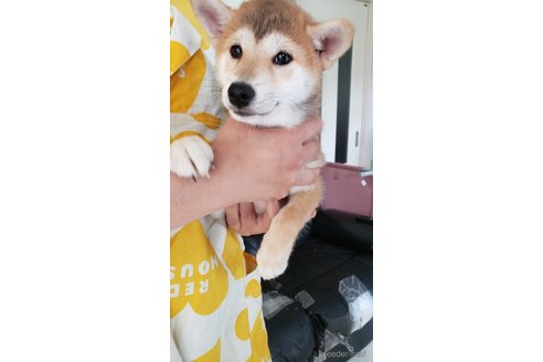成約済の高知県の豆柴-322704の4枚目