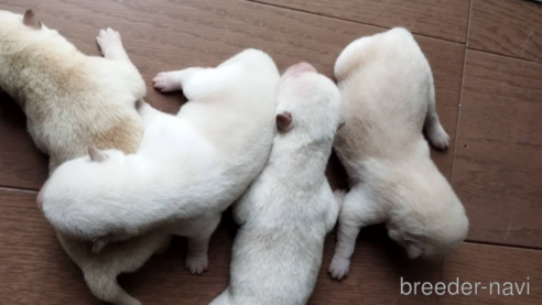 成約済の千葉県の柴犬-338266の2枚目