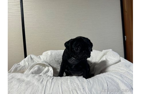 成約済の岐阜県のパグ-322001の7枚目